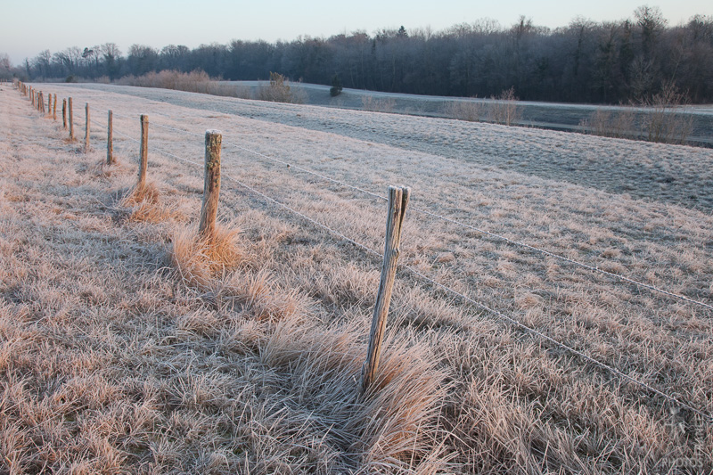 Deep frost on the fence