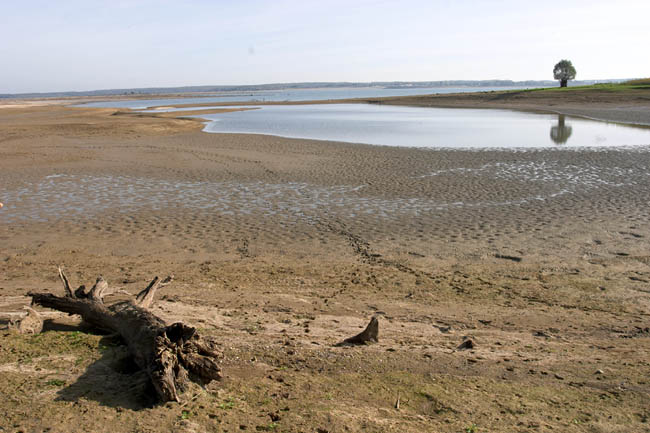 Arbre mort et reflet