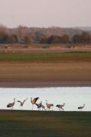 Dance of the cranes