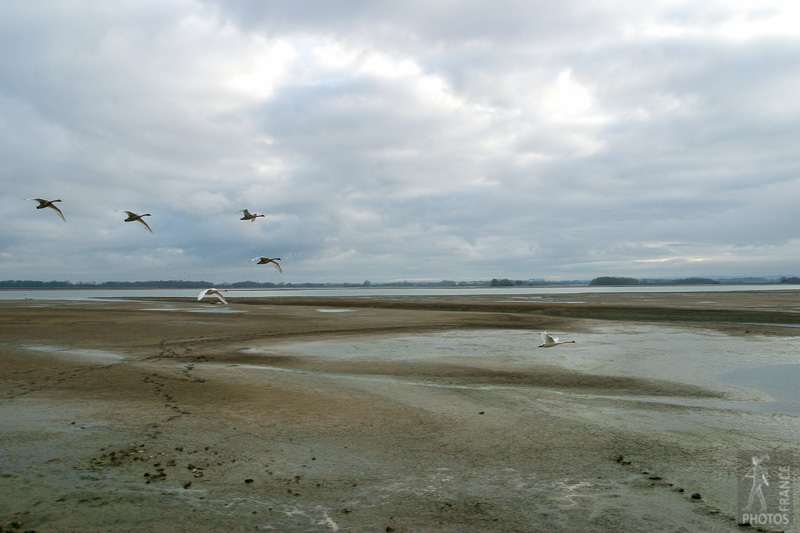 Swans over Lake Amance