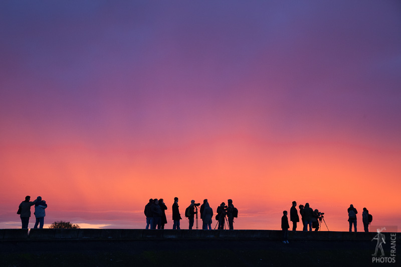 The birdwatchers