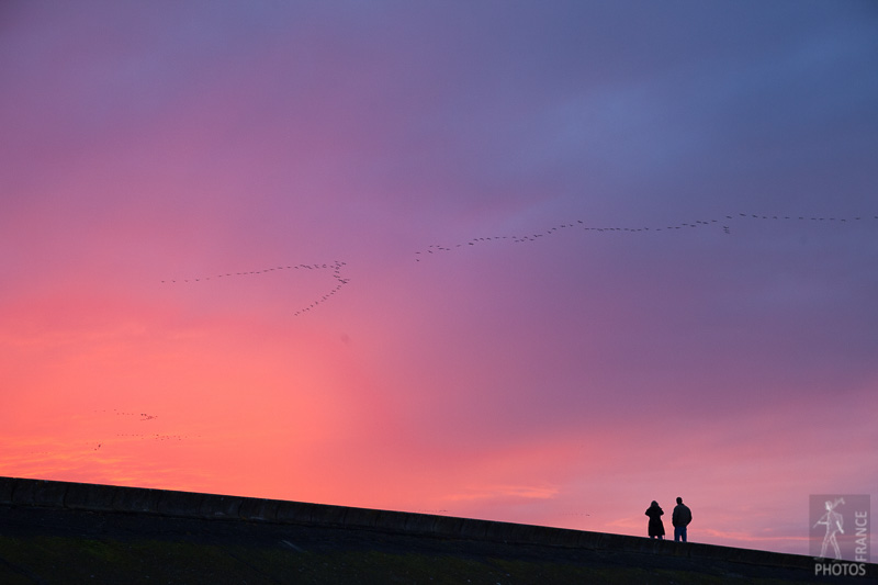 Watching the cranes