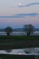 Twin willow trees