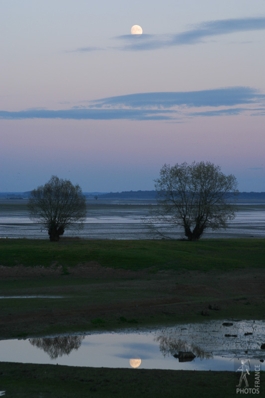 Twin willow trees