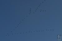 Eurasian crane flight