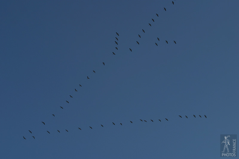 Eurasian crane flight