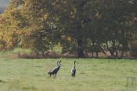 Eurasian crane in a meadow