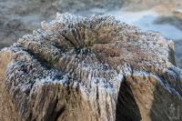 Tree stump frost.