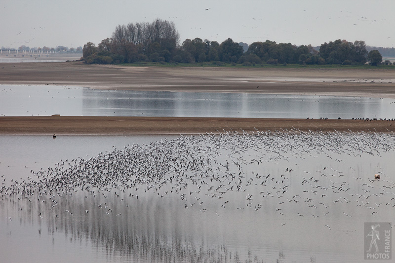 Gull flight