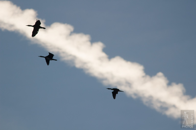 Cormorants and trails of smoke