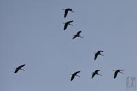 Common cranes squadron