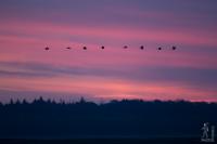 Crane procession