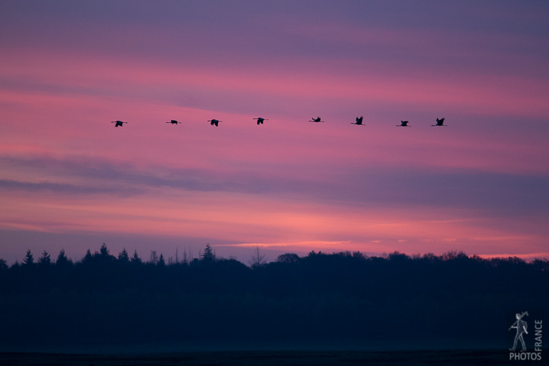 Crane procession