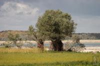 Willow trees with aerial roots