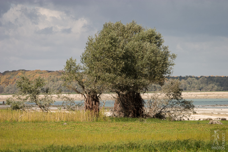 Willow trees with aerial roots