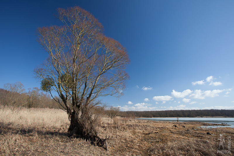 Lake shore tree