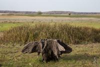 Lone tree stump