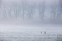 Frozen field