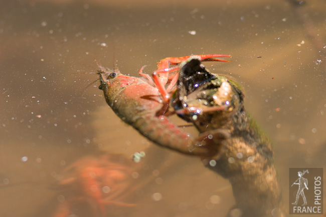 Crayfish