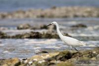 Snowy egret