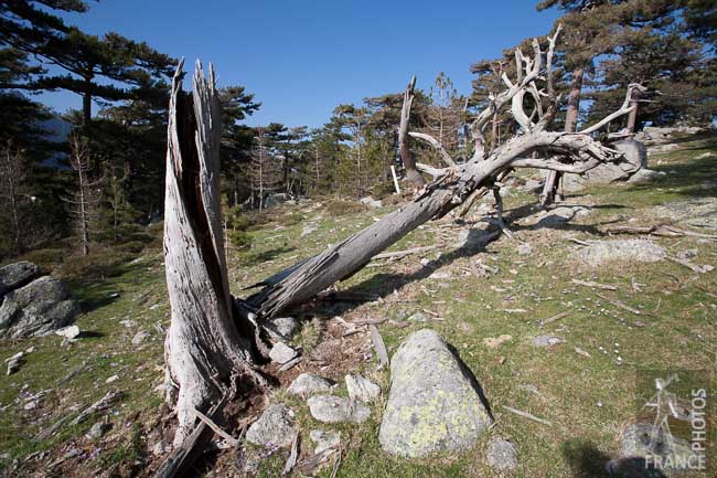 Dead tree at Bavella