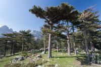 Laricio pines at Bavella