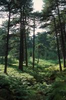Bavella forest