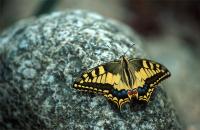 Butterfly at rest