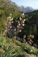 Mountain flowers