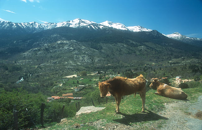 Cattle on the roadside near Calacuccia