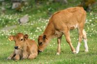 Calf brothers
