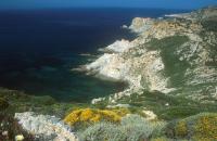 Flowers and cliffs pointe de la Revellata