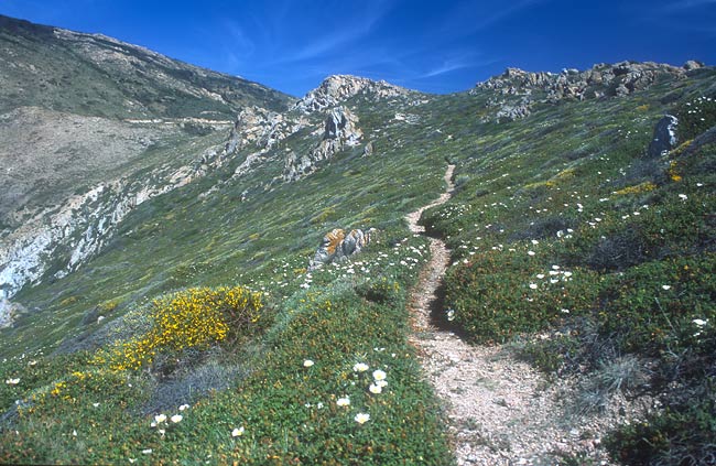 Hillside path on the Revellata