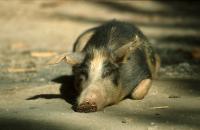 cochon_repos