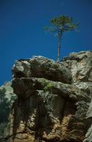 Lone pine tree