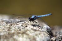 Blue bomber dragonfly