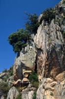 Trees on a cliff