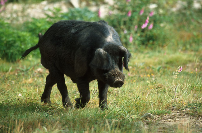 gros-cochon-corsica-france-in-photos