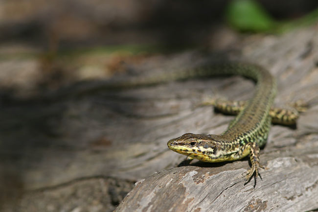 Green lizard