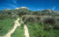 Track and bushes near the Ostriconi