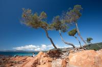 Bent pine trees