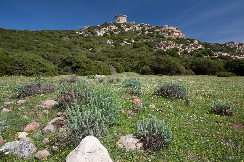 Coastal vegetation