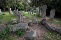 Menhirs in the forest