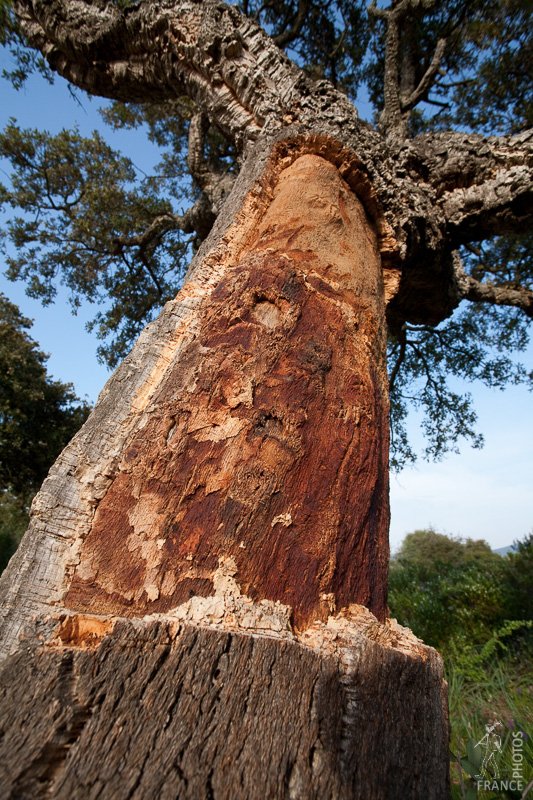 Mutilated cork oak