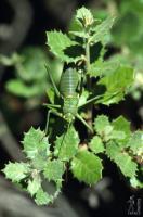 Green locust