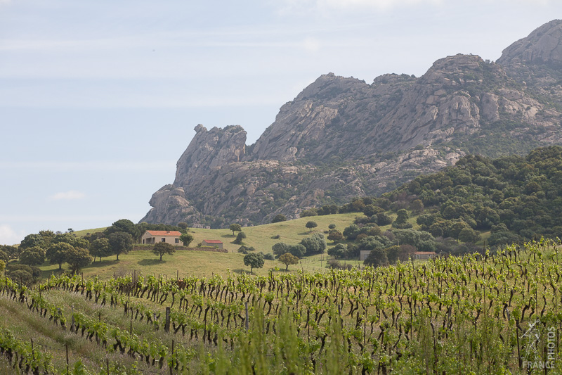The sartenais vineyards