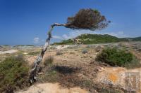 Bent tree