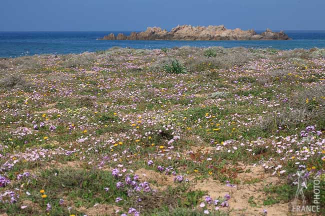 Coastal flowers
