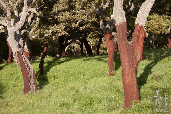 Corsican cork oaks