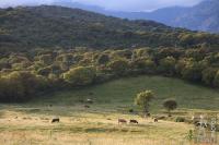 Corsican rural landscape